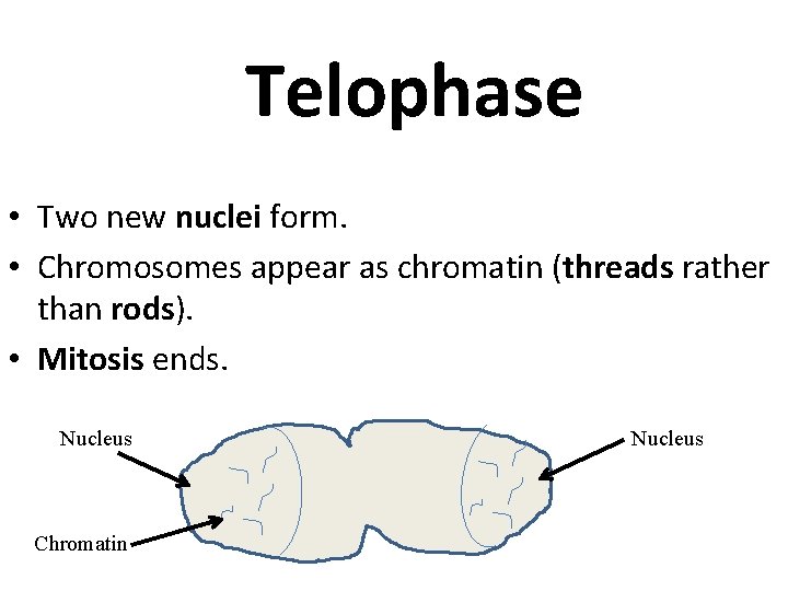 Telophase • Two new nuclei form. • Chromosomes appear as chromatin (threads rather than