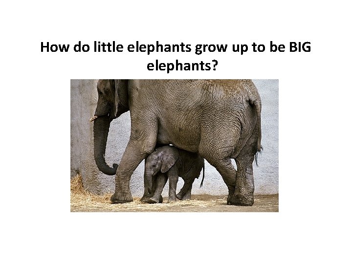 How do little elephants grow up to be BIG elephants? 