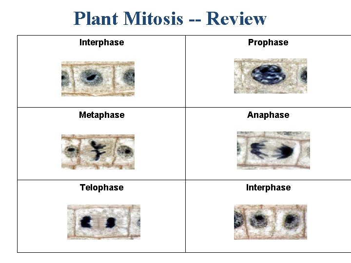 Plant Mitosis -- Review Interphase Prophase Metaphase Anaphase Telophase Interphase 