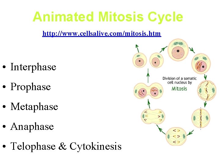 Animated Mitosis Cycle http: //www. cellsalive. com/mitosis. htm • Interphase • Prophase • Metaphase