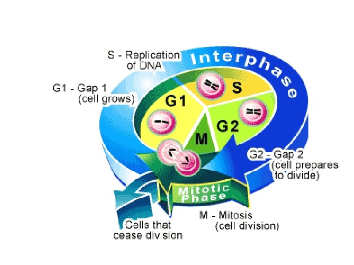 Cell Cycle 