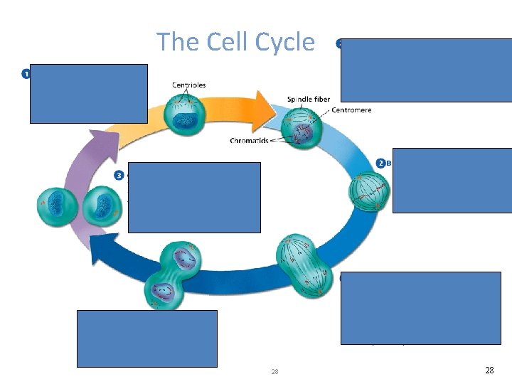 - Cell Division The Cell Cycle 28 28 