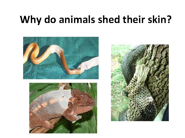 Why do animals shed their skin? 