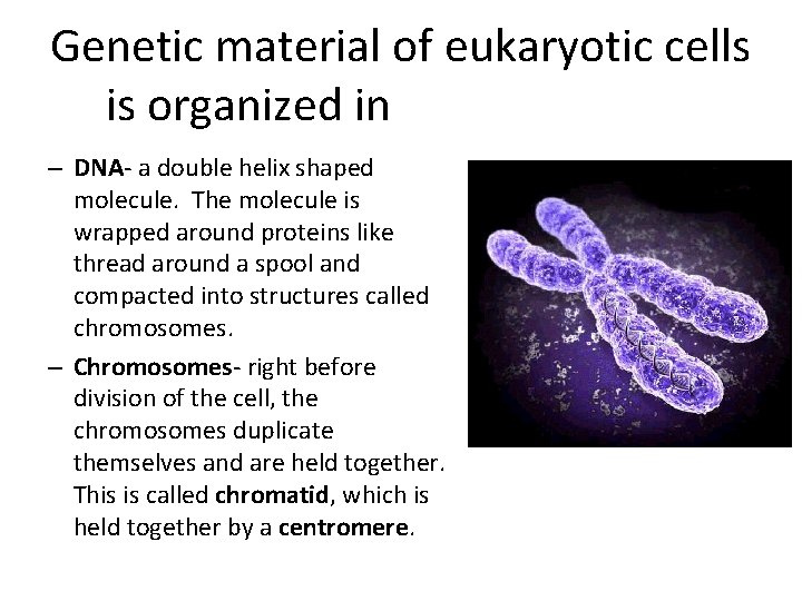 Genetic material of eukaryotic cells is organized in chromosomes. – DNA- a double helix