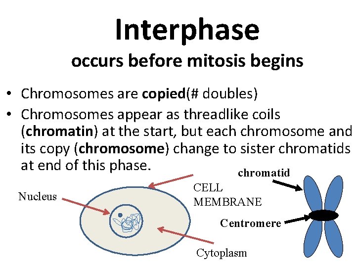 Interphase occurs before mitosis begins • Chromosomes are copied(# doubles) • Chromosomes appear as