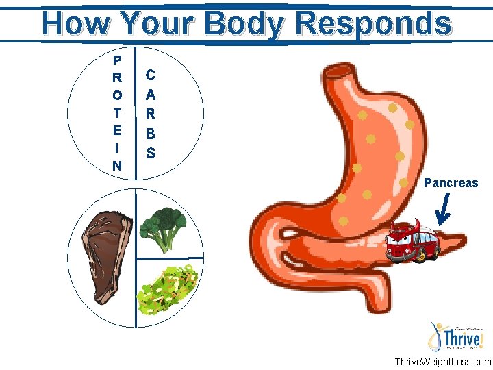 How Your Body Responds P R O T E I N C A R
