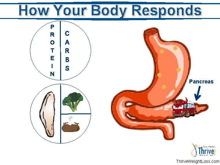 How Your Body Responds P R O T E I N C A R