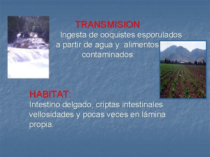 TRANSMISION Ingesta de ooquistes esporulados a partir de agua y alimentos contaminados. HABITAT: Intestino