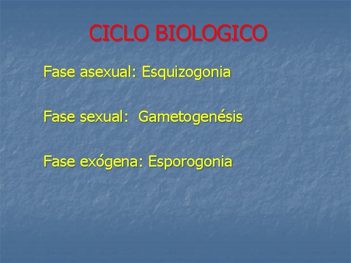 CICLO BIOLOGICO Fase asexual: Esquizogonia Fase sexual: Gametogenésis Fase exógena: Esporogonia 