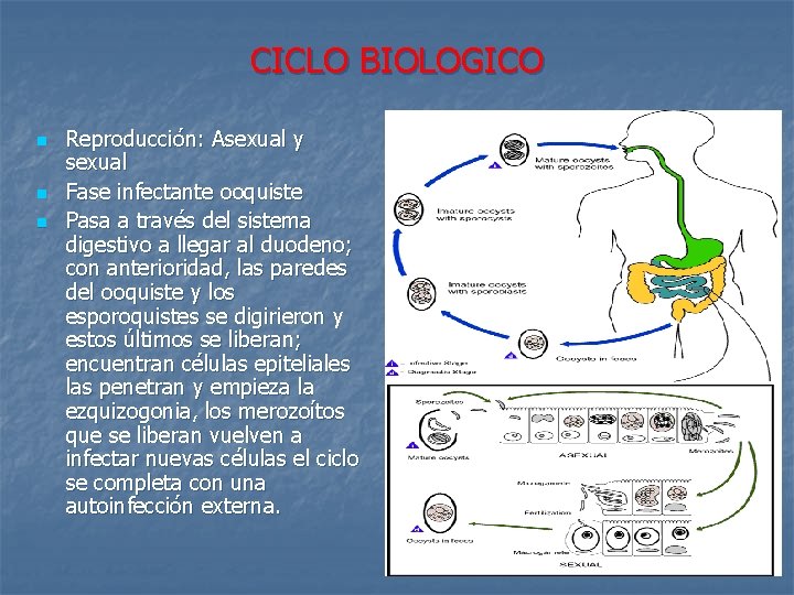 CICLO BIOLOGICO n n n Reproducción: Asexual y sexual Fase infectante ooquiste Pasa a