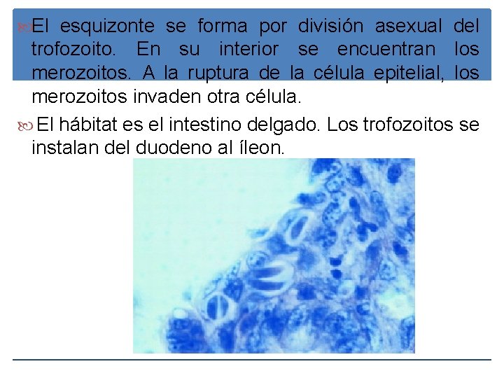  El esquizonte se forma por división asexual del trofozoito. En su interior se