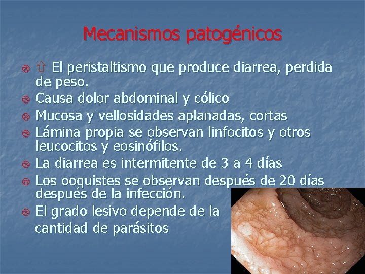 Mecanismos patogénicos L L L L El peristaltismo que produce diarrea, perdida de peso.