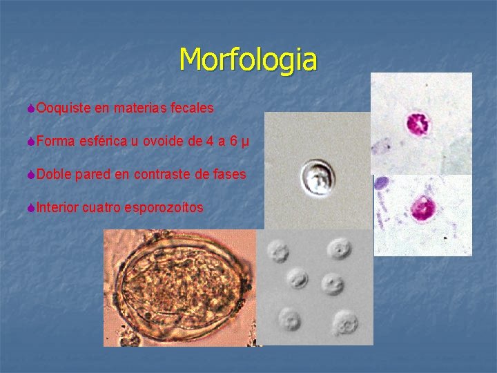 Morfologia SOoquiste en materias fecales SForma esférica u ovoide de 4 a 6 μ