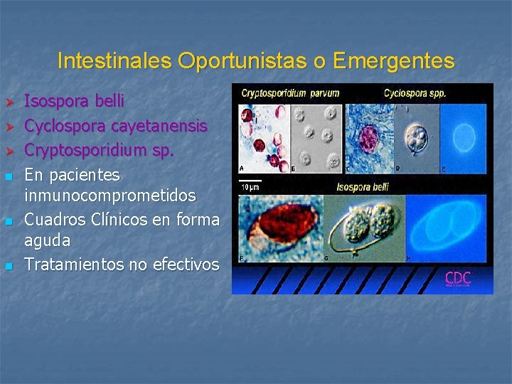 Intestinales Oportunistas o Emergentes Ø Ø Ø n n n Isospora belli Cyclospora cayetanensis