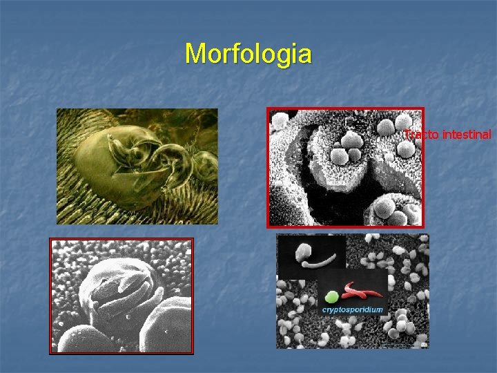 Morfologia Tracto intestinal 