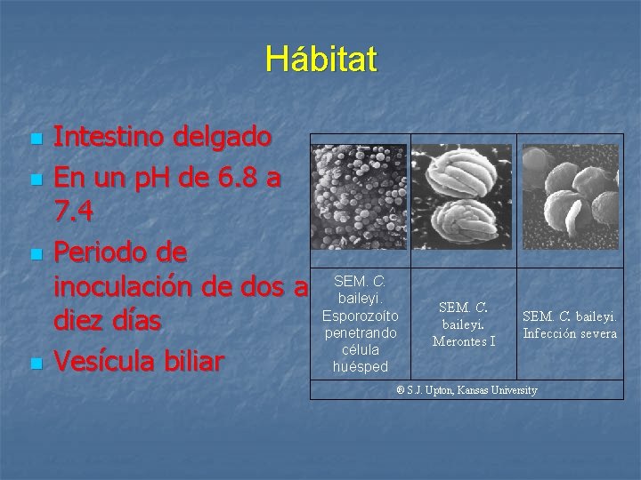 Hábitat n n Intestino delgado En un p. H de 6. 8 a 7.