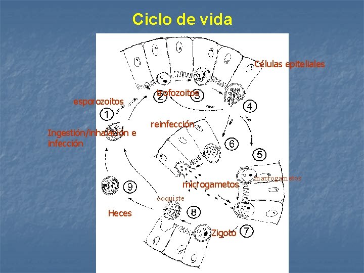 Ciclo de vida Células epiteliales esporozoitos Ingestión/inhalación e infección trofozoitos reinfección Heces microgametos ooquiste