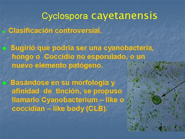 Cyclospora cayetanensis u Clasificación controversial. u Sugirió que podría ser una cyanobacteria, hongo o