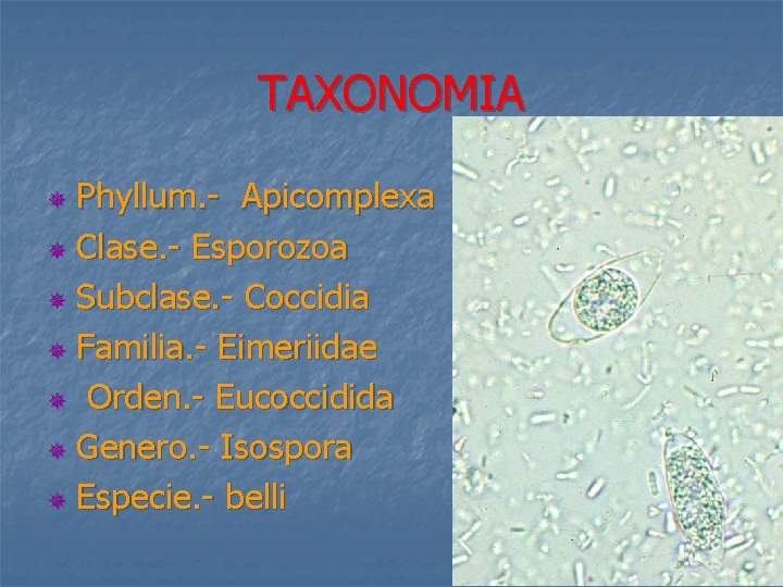 TAXONOMIA Phyllum. - Apicomplexa ¯ Clase. - Esporozoa ¯ Subclase. - Coccidia ¯ Familia.
