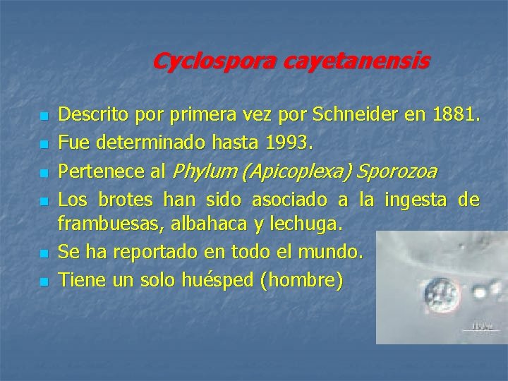 Cyclospora cayetanensis n n n Descrito por primera vez por Schneider en 1881. Fue