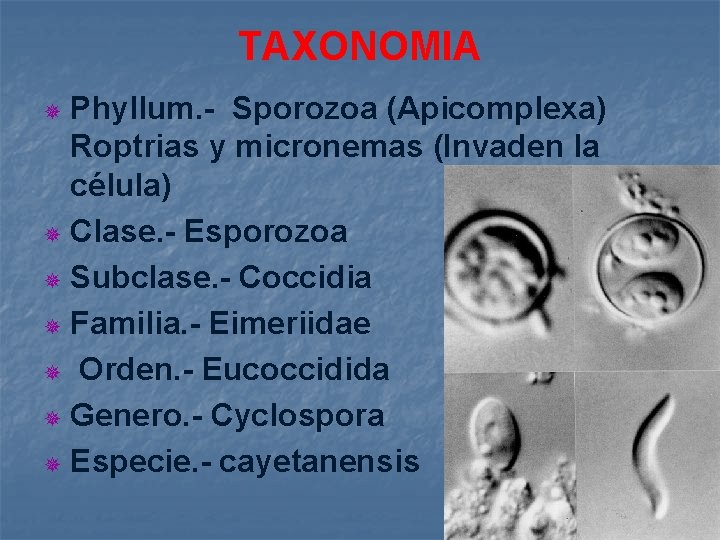 TAXONOMIA Phyllum. - Sporozoa (Apicomplexa) Roptrias y micronemas (Invaden la célula) ¯ Clase. -