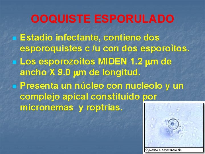 OOQUISTE ESPORULADO n n n Estadio infectante, contiene dos esporoquistes c /u con dos