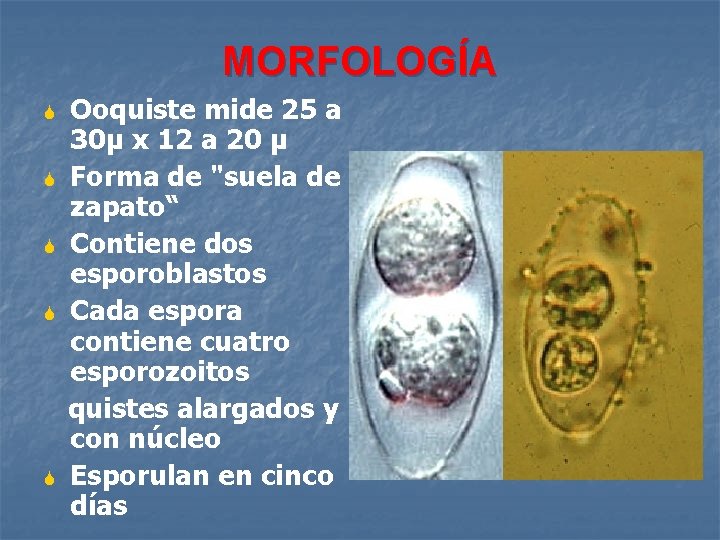 MORFOLOGÍA S S S Ooquiste mide 25 a 30μ x 12 a 20 μ