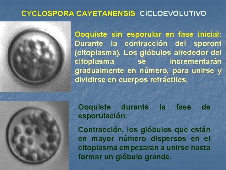 CYCLOSPORA CAYETANENSIS CICLOEVOLUTIVO Ooquiste sin esporular en fase inicial: Durante la contracción del sporont