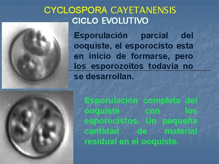 CYCLOSPORA CAYETANENSIS CICLO EVOLUTIVO Esporulación parcial del ooquiste, el esporocisto esta en inicio de