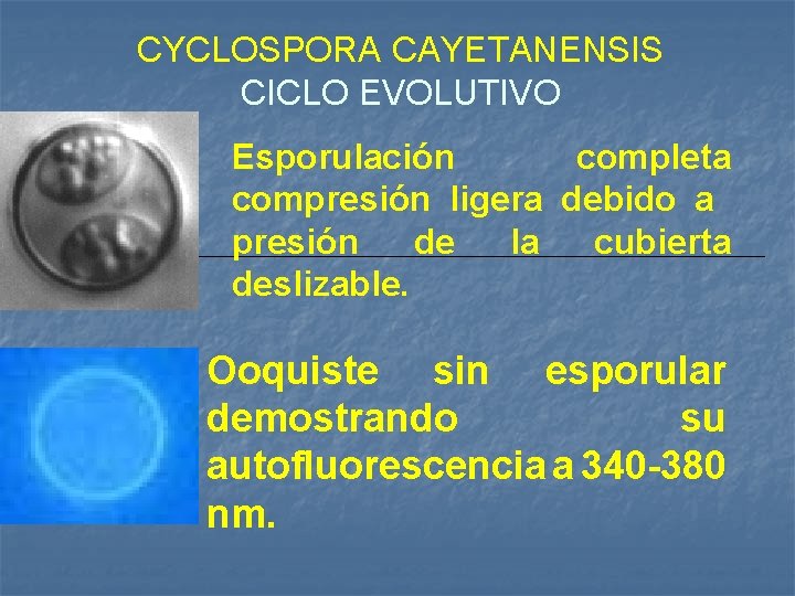 CYCLOSPORA CAYETANENSIS CICLO EVOLUTIVO Esporulación completa compresión ligera debido a presión de la cubierta