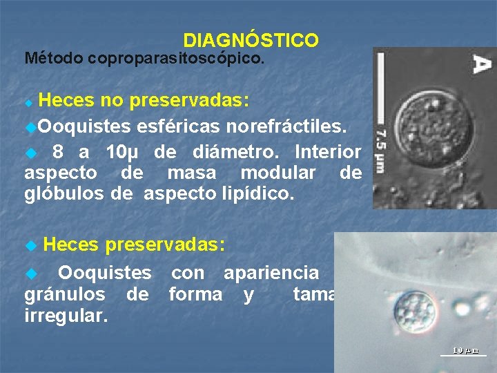 DIAGNÓSTICO Método coproparasitoscópico. Heces no preservadas: u. Ooquistes esféricas norefráctiles. u 8 a 10μ