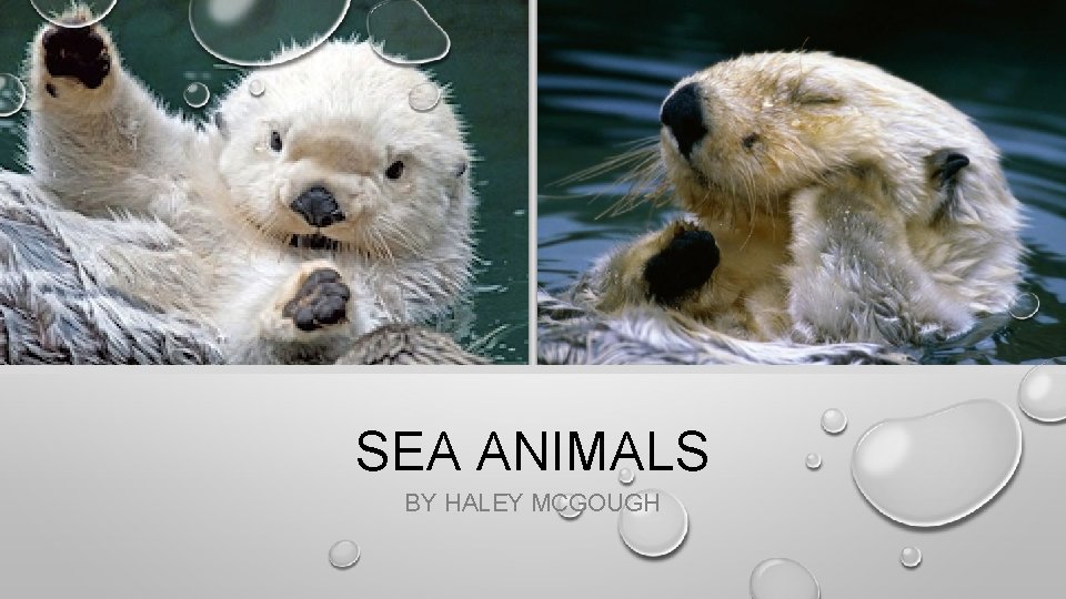 SEA ANIMALS BY HALEY MCGOUGH 