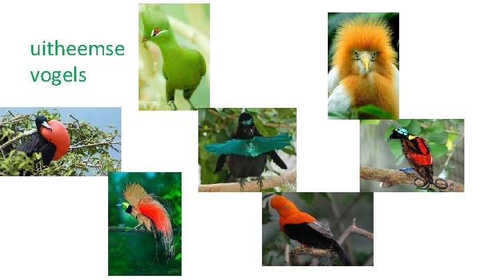 uitheemse vogels 