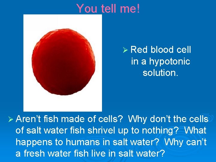 You tell me! Ø Red blood cell in a hypotonic solution. Ø Aren’t fish