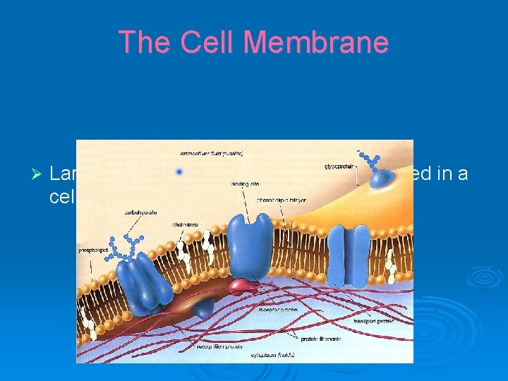 The Cell Membrane Ø Larger molecules need a protein embedded in a cell membrane