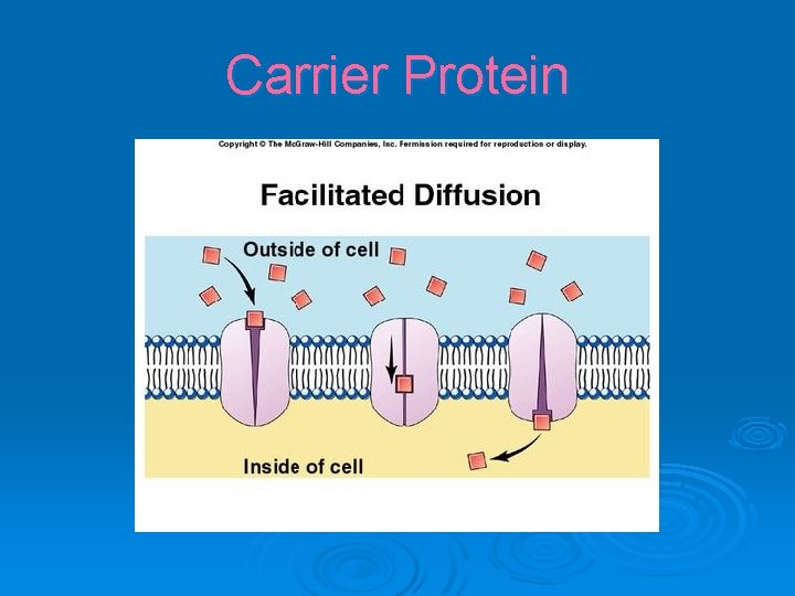 Carrier Protein 