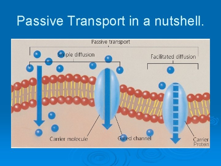 Passive Transport in a nutshell. Protein 