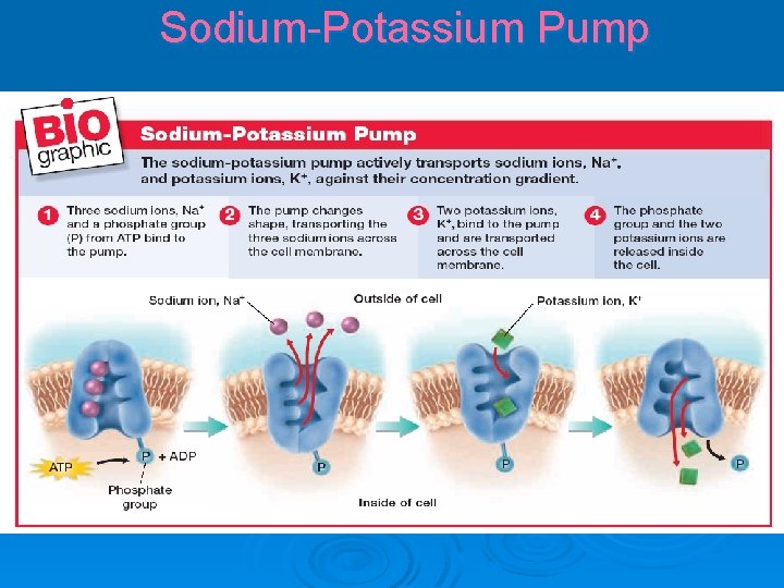 Sodium-Potassium Pump 