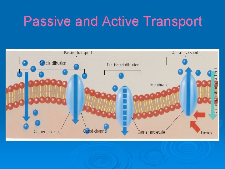 Passive and Active Transport 