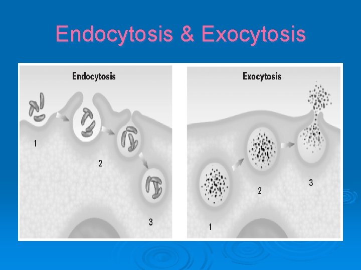 Endocytosis & Exocytosis 