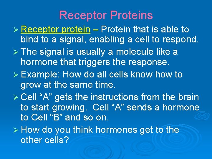 Receptor Proteins Ø Receptor protein – Protein that is able to bind to a