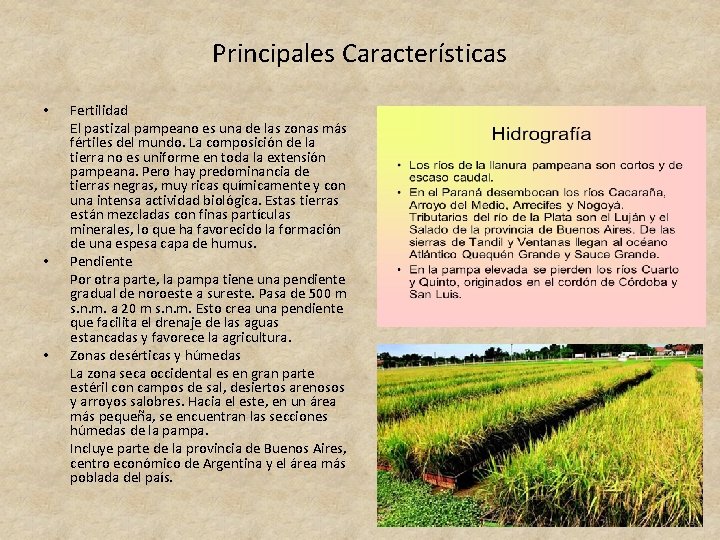 Principales Características • • • Fertilidad El pastizal pampeano es una de las zonas