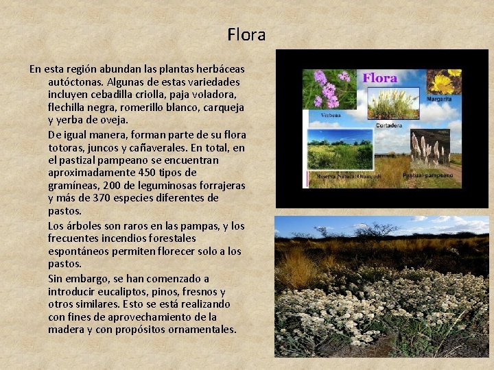 Flora En esta región abundan las plantas herbáceas autóctonas. Algunas de estas variedades incluyen