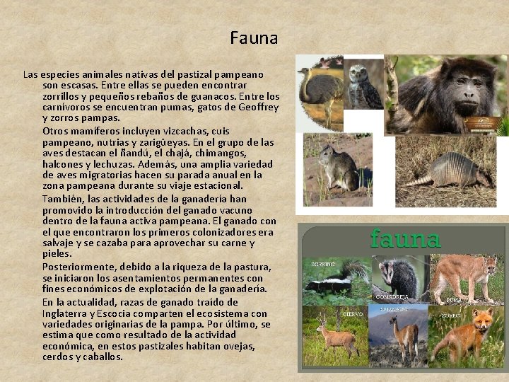Fauna Las especies animales nativas del pastizal pampeano son escasas. Entre ellas se pueden