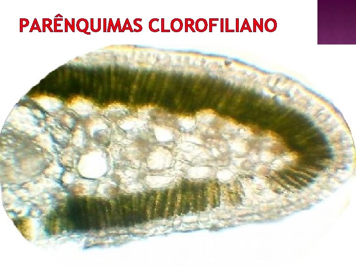 PARÊNQUIMAS CLOROFILIANO 