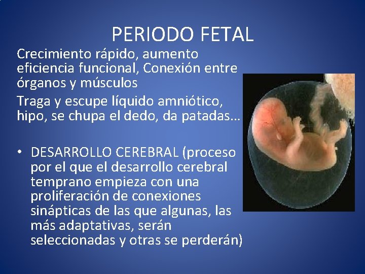 PERIODO FETAL Crecimiento rápido, aumento eficiencia funcional, Conexión entre órganos y músculos Traga y