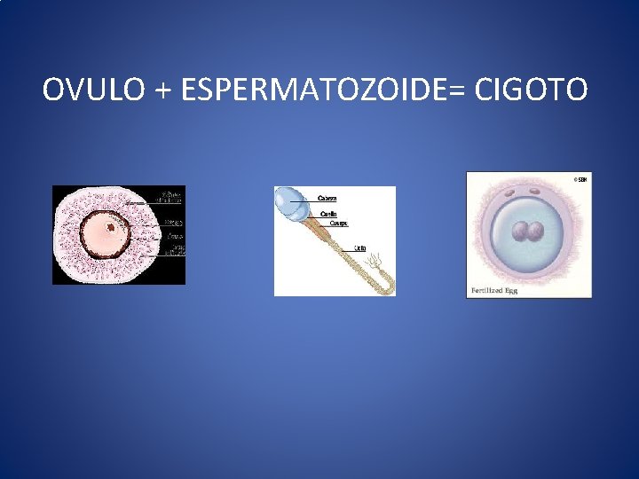 OVULO + ESPERMATOZOIDE= CIGOTO 