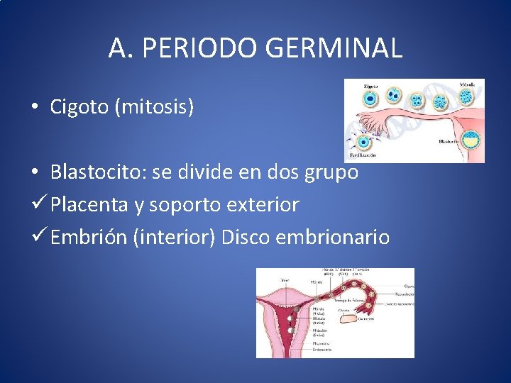 A. PERIODO GERMINAL • Cigoto (mitosis) • Blastocito: se divide en dos grupo ü