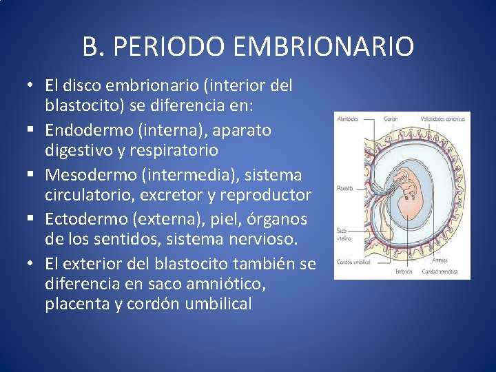 B. PERIODO EMBRIONARIO • El disco embrionario (interior del blastocito) se diferencia en: §