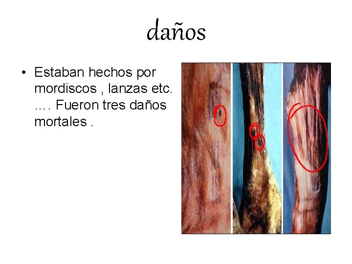daños • Estaban hechos por mordiscos , lanzas etc. …. Fueron tres daños mortales.